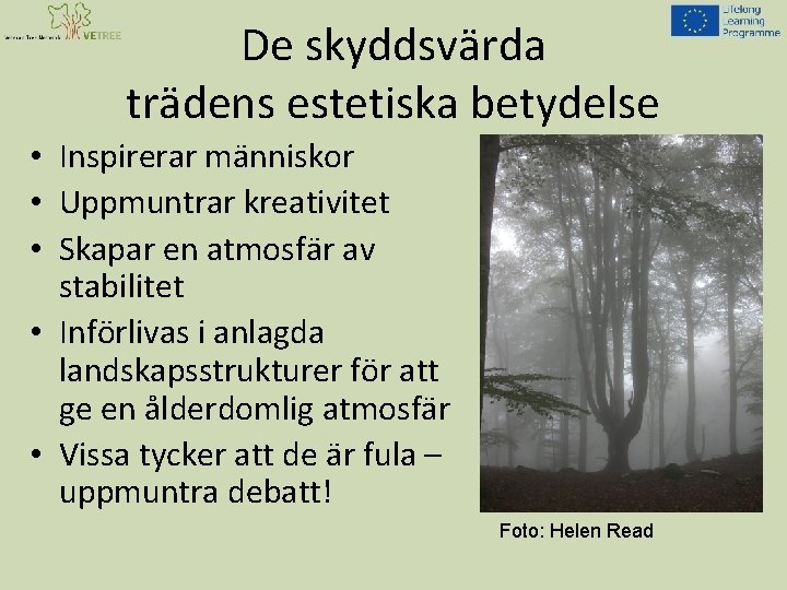 De skyddsvärda trädens estetiska betydelse • Inspirerar människor • Uppmuntrar kreativitet • Skapar en