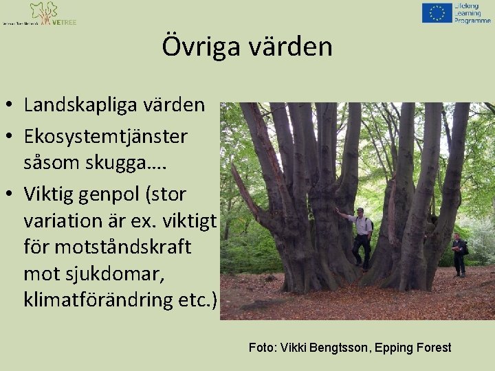 Övriga värden • Landskapliga värden • Ekosystemtjänster såsom skugga…. • Viktig genpol (stor variation