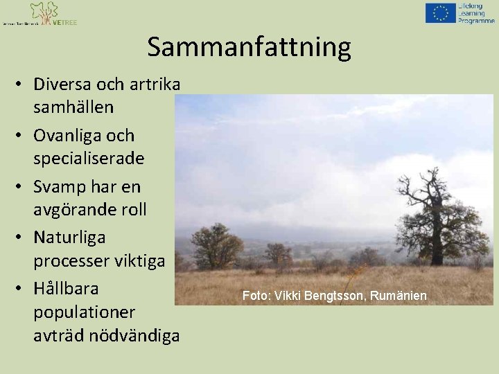 Sammanfattning • Diversa och artrika samhällen • Ovanliga och specialiserade • Svamp har en