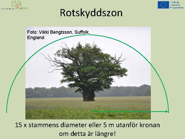 Rotskyddszon Foto: Vikki Bengtsson, Suffolk, England 15 x stammens diameter eller 5 m utanför