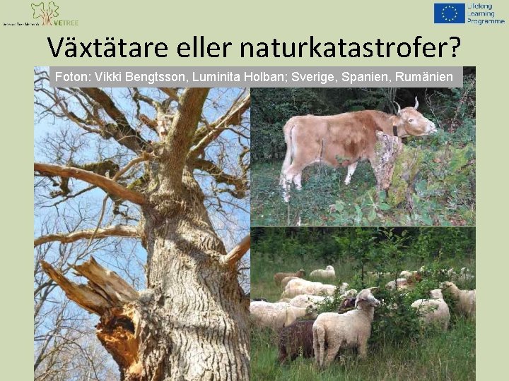 Växtätare eller naturkatastrofer? Foton: Vikki Bengtsson, Luminita Holban; Sverige, Spanien, Rumänien 