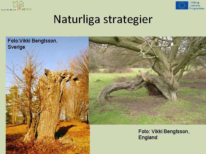 Naturliga strategier Foto: Vikki Bengtsson, Sverige Foto: Vikki Bengtsson, England 