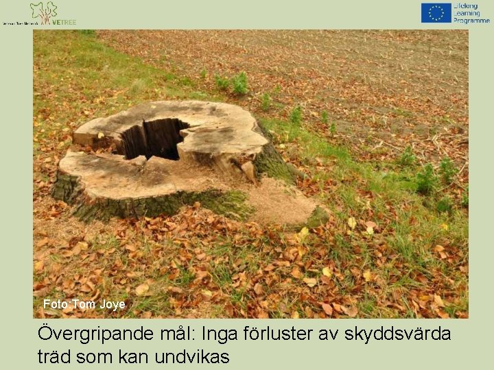 Foto: Tom Joye Övergripande mål: Inga förluster av skyddsvärda träd som kan undvikas 