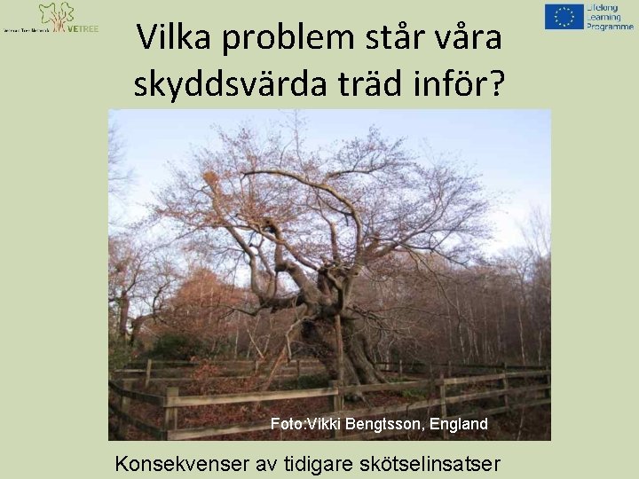 Vilka problem står våra skyddsvärda träd inför? Foto: Vikki Bengtsson, England Konsekvenser av tidigare