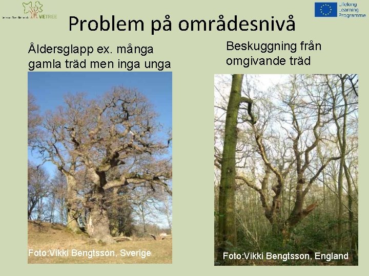 Problem på områdesnivå Åldersglapp ex. många gamla träd men inga unga Foto: Vikki Bengtsson,