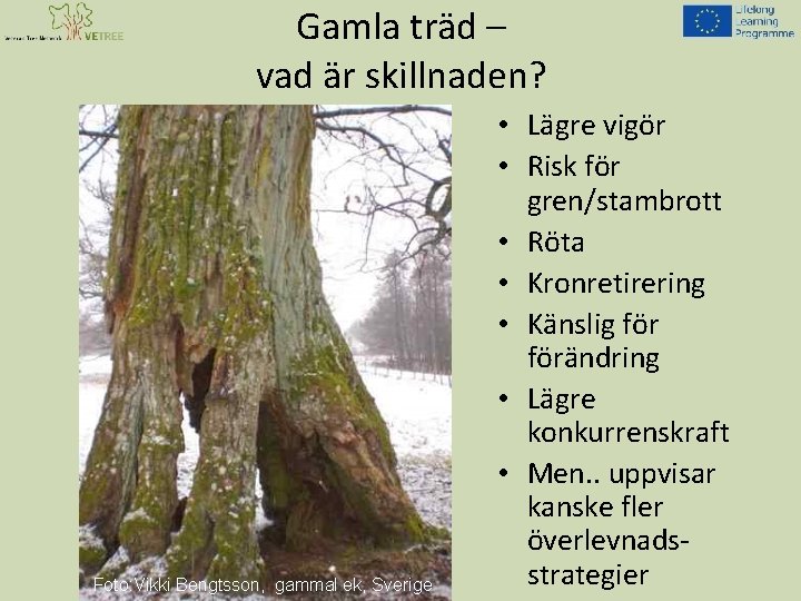 Gamla träd – vad är skillnaden? Foto: Vikki Bengtsson, gammal ek, Sverige • Lägre