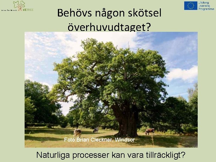 Behövs någon skötsel överhuvudtaget? Foto: Brian Cleckner, Windsor Naturliga processer kan vara tillräckligt? 