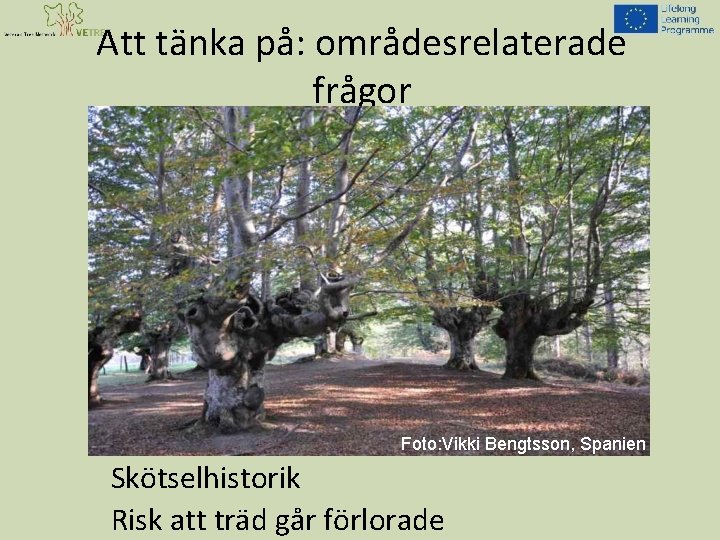 Att tänka på: områdesrelaterade frågor Foto: Vikki Bengtsson, Spanien Skötselhistorik Risk att träd går