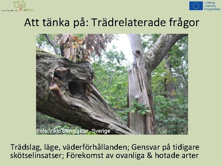 Att tänka på: Trädrelaterade frågor Foto: Vikki Bengtsson, Sverige Trädslag, läge, väderförhållanden; Gensvar på