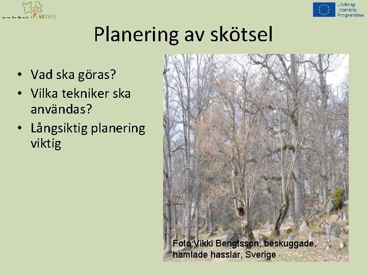 Planering av skötsel • Vad ska göras? • Vilka tekniker ska användas? • Långsiktig