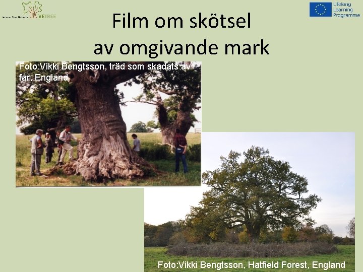 Film om skötsel av omgivande mark Foto: Vikki Bengtsson, träd som skadats av får,