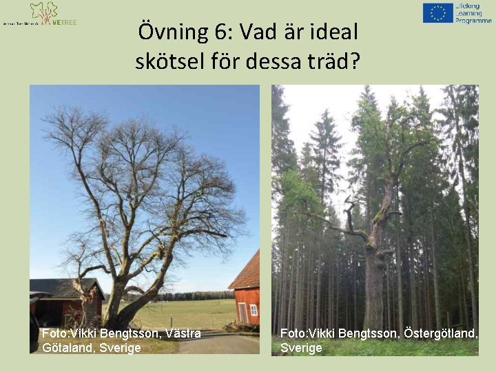 Övning 6: Vad är ideal skötsel för dessa träd? Foto: Vikki Bengtsson, Västra Götaland,