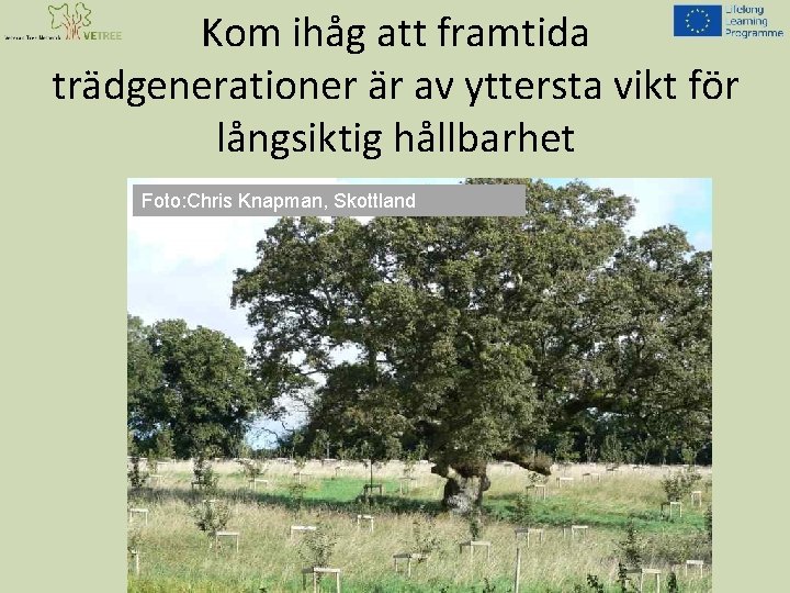 Kom ihåg att framtida trädgenerationer är av yttersta vikt för långsiktig hållbarhet Foto: Chris