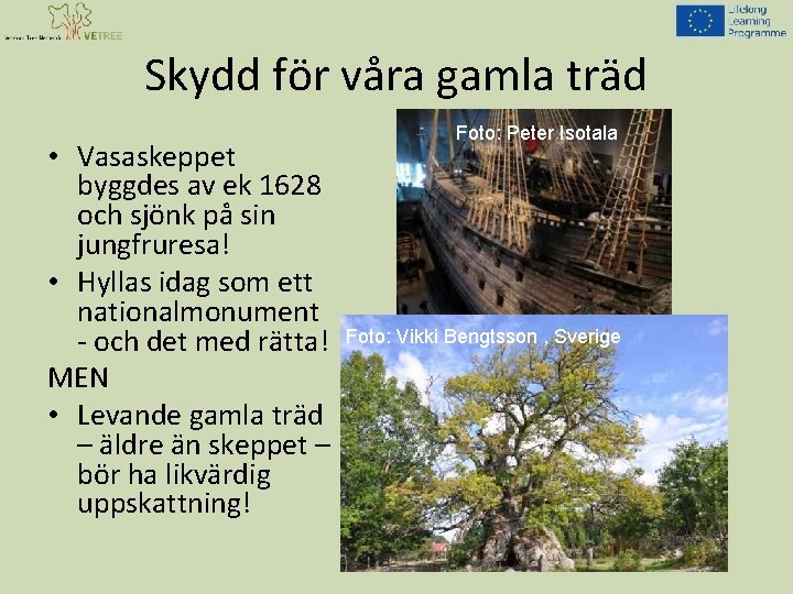 Skydd för våra gamla träd • Vasaskeppet byggdes av ek 1628 och sjönk på