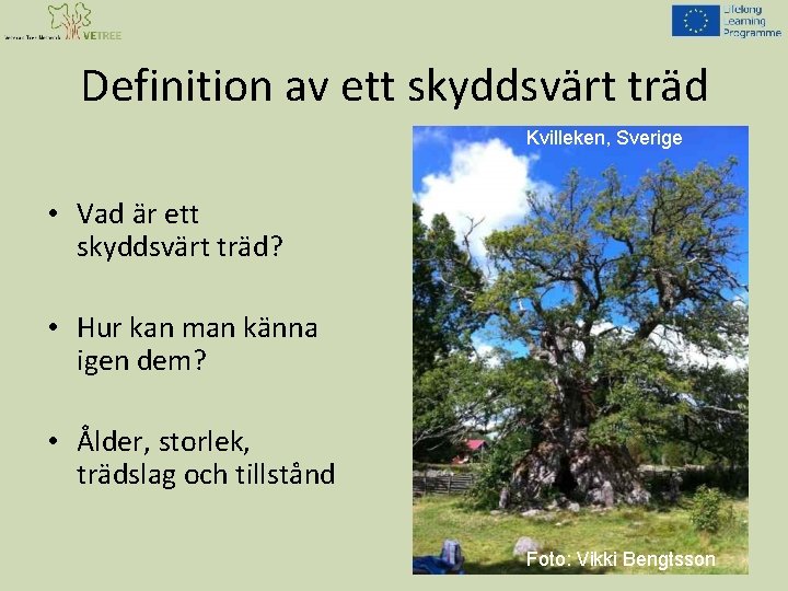 Definition av ett skyddsvärt träd Kvilleken, Sverige • Vad är ett skyddsvärt träd? •
