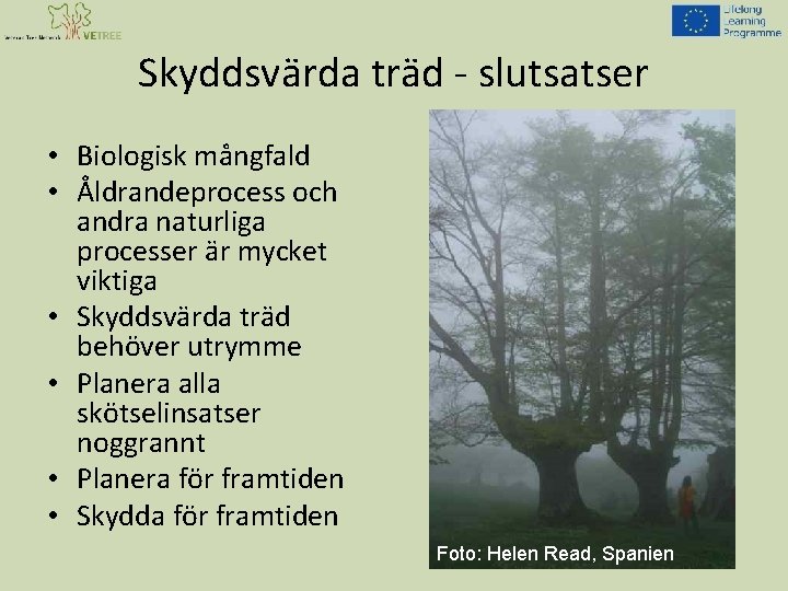 Skyddsvärda träd - slutsatser • Biologisk mångfald • Åldrandeprocess och andra naturliga processer är