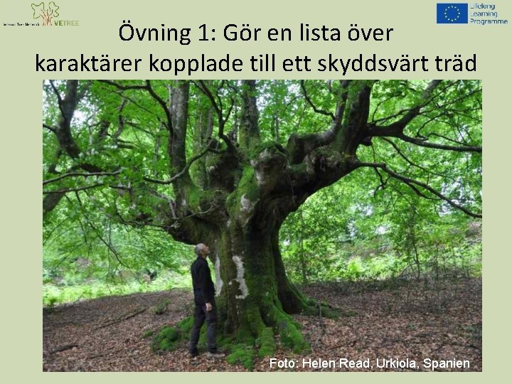 Övning 1: Gör en lista över karaktärer kopplade till ett skyddsvärt träd Foto: Helen