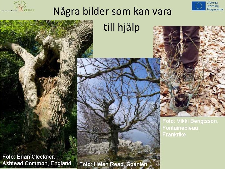 Några bilder som kan vara till hjälp Foto: Vikki Bengtsson, Fontainebleau, Frankrike Foto: Brian