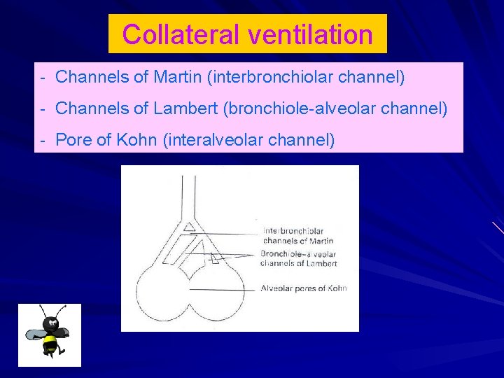 Collateral ventilation - Channels of Martin (interbronchiolar channel) - Channels of Lambert (bronchiole-alveolar channel)