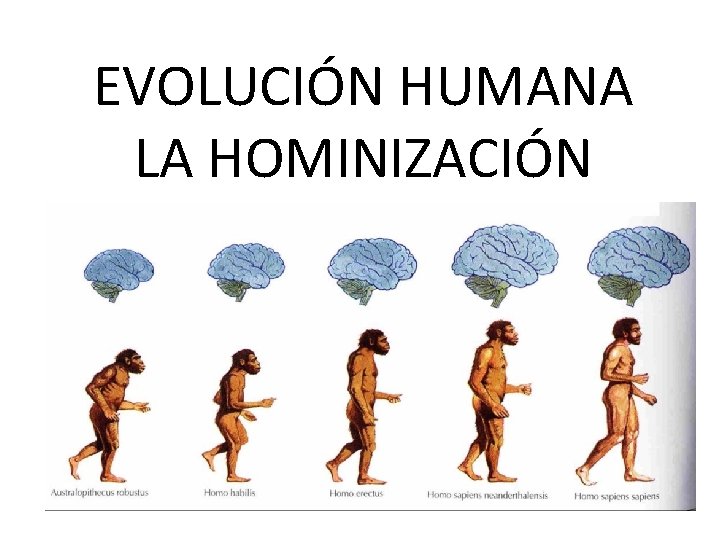 EVOLUCIÓN HUMANA LA HOMINIZACIÓN 