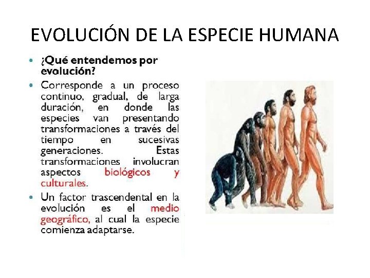 EVOLUCIÓN DE LA ESPECIE HUMANA 