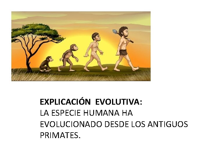 EXPLICACIÓN EVOLUTIVA: LA ESPECIE HUMANA HA EVOLUCIONADO DESDE LOS ANTIGUOS PRIMATES. 
