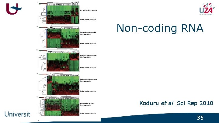 Non-coding RNA Koduru et al. Sci Rep 2018 35 