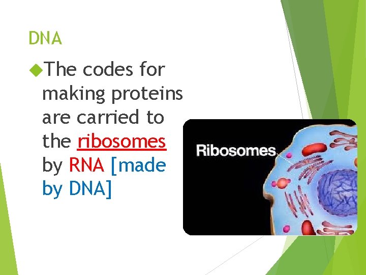 DNA The codes for making proteins are carried to the ribosomes by RNA [made