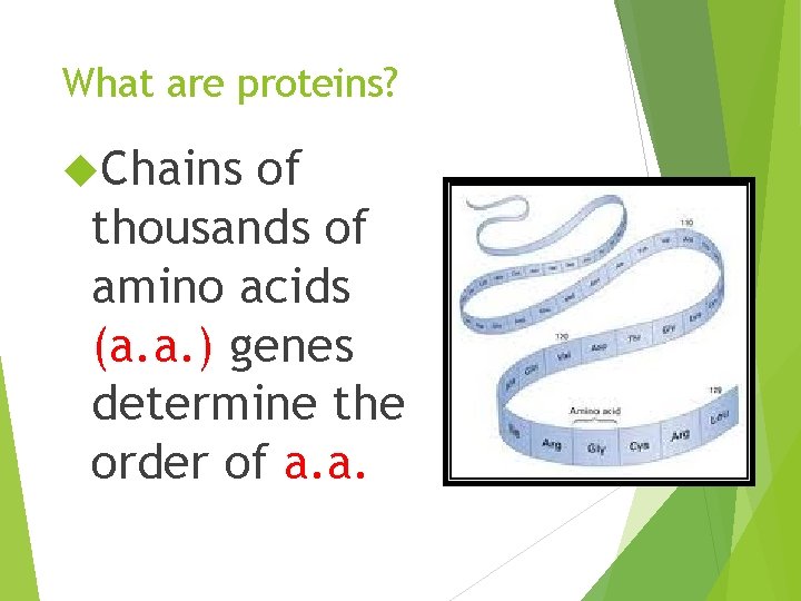 What are proteins? Chains of thousands of amino acids (a. a. ) genes determine