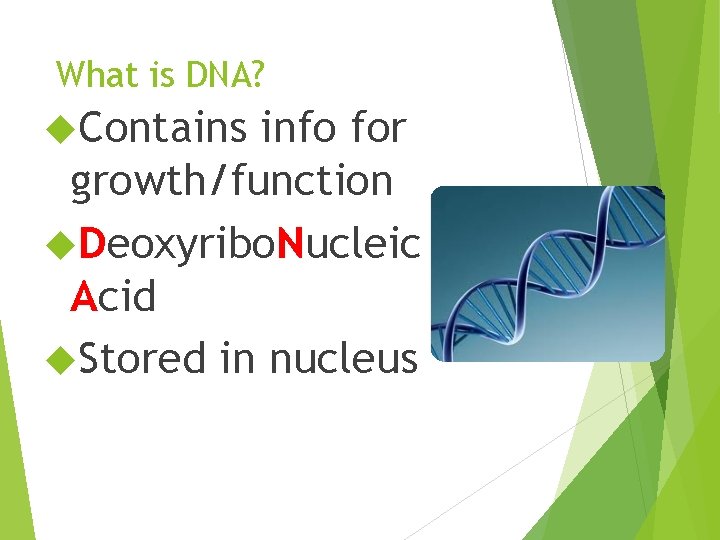 What is DNA? Contains info for growth/function Deoxyribo. Nucleic Acid Stored in nucleus 