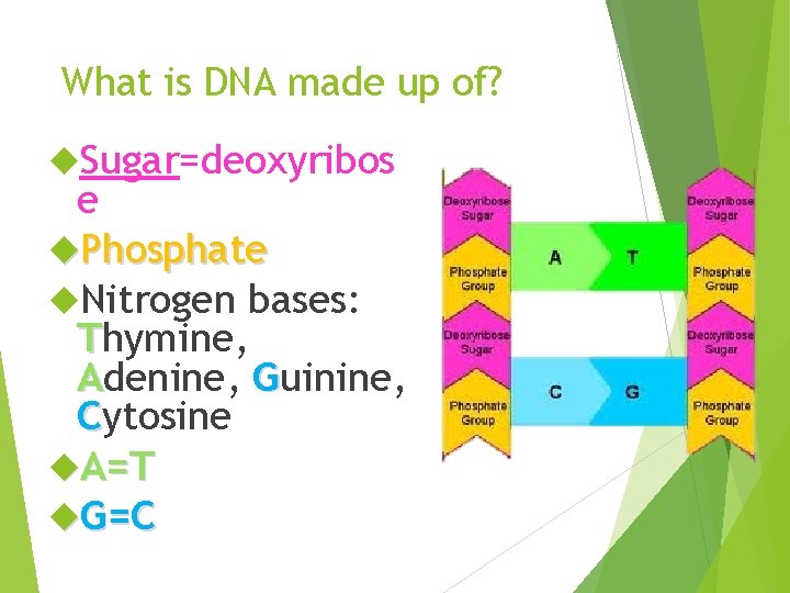 What is DNA made up of? Sugar=deoxyribos e Phosphate Nitrogen bases: Thymine, Adenine, Guinine,