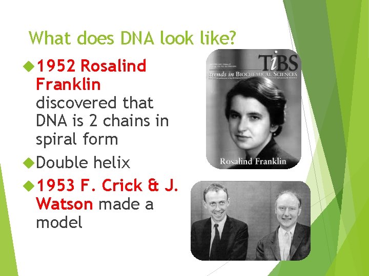 What does DNA look like? 1952 Rosalind Franklin discovered that DNA is 2 chains