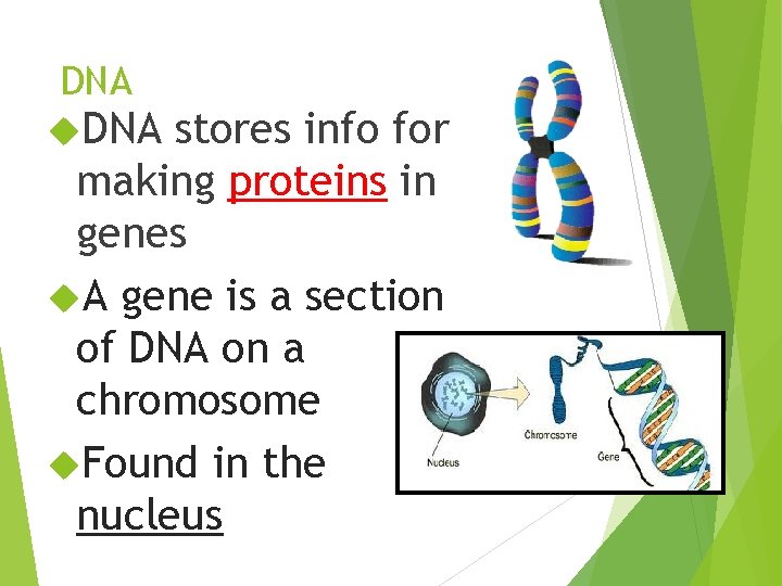 DNA stores info for making proteins in genes A gene is a section of