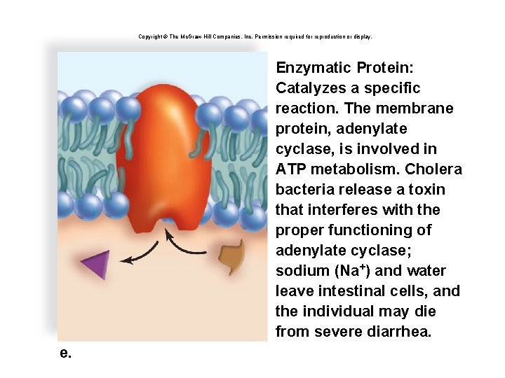 Copyright © The Mc. Graw-Hill Companies, Inc. Permission required for reproduction or display. Enzymatic
