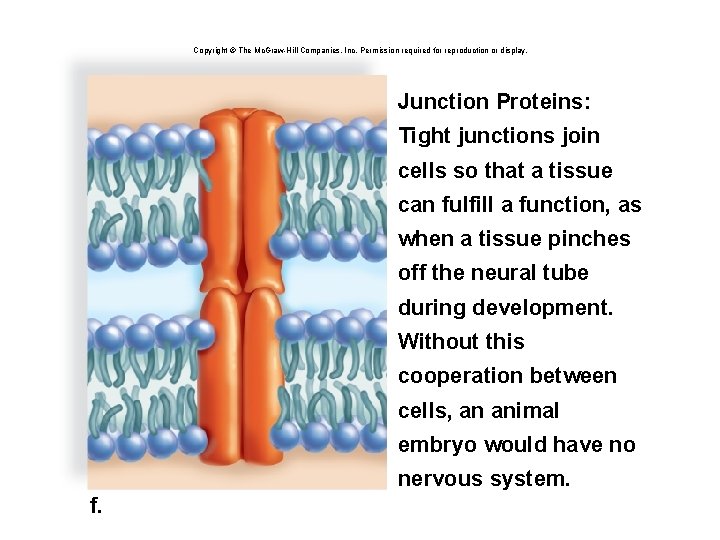 Copyright © The Mc. Graw-Hill Companies, Inc. Permission required for reproduction or display. Junction