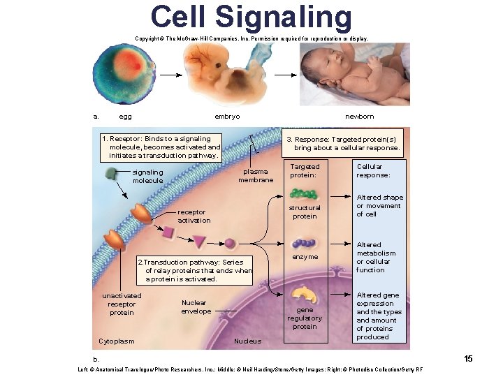 Cell Signaling Copyright © The Mc. Graw-Hill Companies, Inc. Permission required for reproduction or