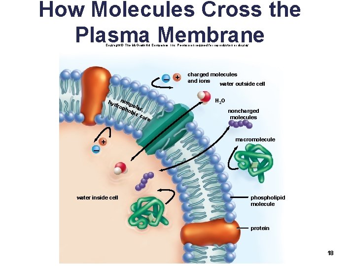 How Molecules Cross the Plasma Membrane Copyright © The Mc. Graw-Hill Companies, Inc. Permission