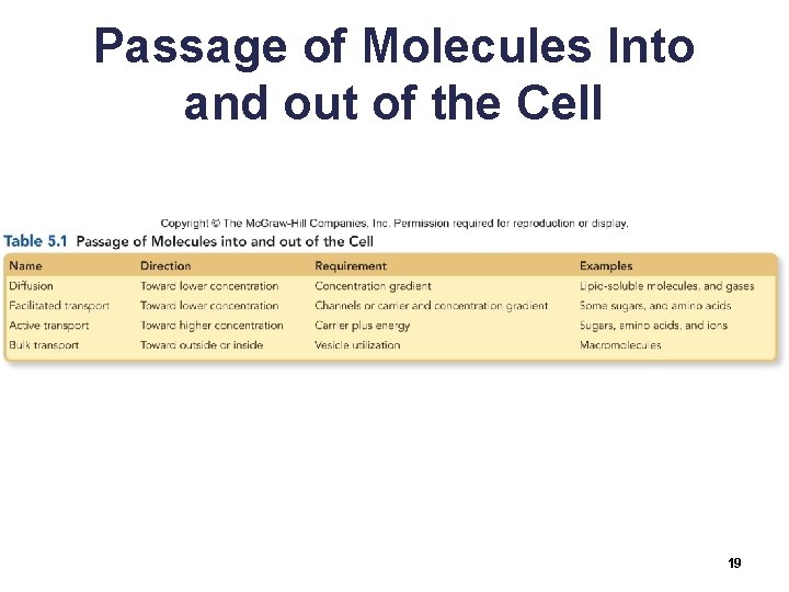 Passage of Molecules Into and out of the Cell 19 