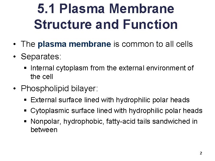 5. 1 Plasma Membrane Structure and Function • The plasma membrane is common to
