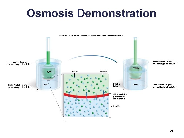 Osmosis Demonstration Copyright © The Mc. Graw-Hill Companies, Inc. Permission required for reproduction or