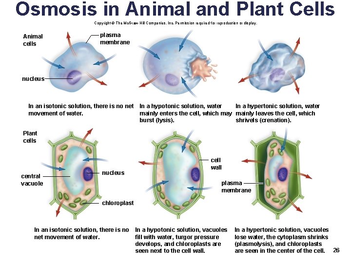 Osmosis in Animal and Plant Cells Copyright © The Mc. Graw-Hill Companies, Inc. Permission