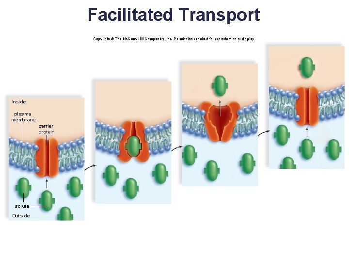Facilitated Transport Copyright © The Mc. Graw-Hill Companies, Inc. Permission required for reproduction or