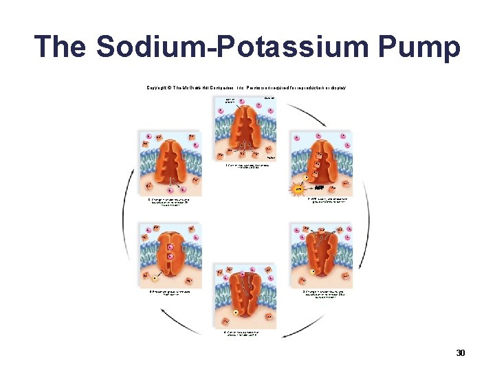 The Sodium-Potassium Pump Copyright © The Mc. Graw-Hill Companies, Inc. Permission required for reproduction