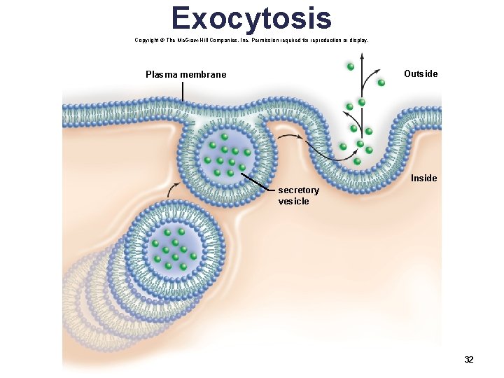 Exocytosis Copyright © The Mc. Graw-Hill Companies, Inc. Permission required for reproduction or display.