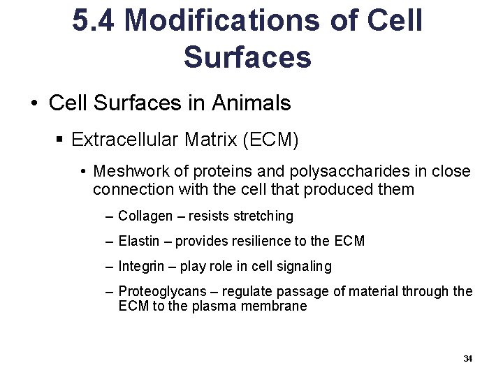 5. 4 Modifications of Cell Surfaces • Cell Surfaces in Animals § Extracellular Matrix