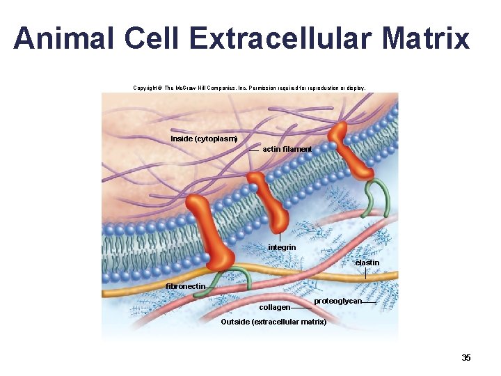 Animal Cell Extracellular Matrix Copyright © The Mc. Graw-Hill Companies, Inc. Permission required for