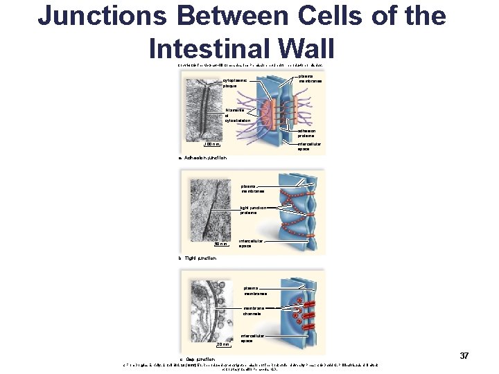 Junctions Between Cells of the Intestinal Wall Copyright © The Mc. Graw-Hill Companies, Inc.