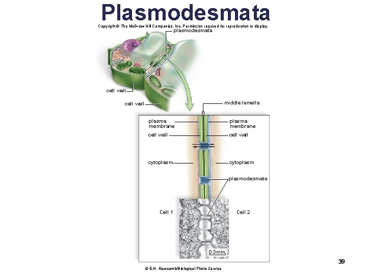 Plasmodesmata Copyright © The Mc. Graw-Hill Companies, Inc. Permission required for reproduction or display.