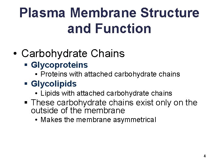 Plasma Membrane Structure and Function • Carbohydrate Chains § Glycoproteins • Proteins with attached
