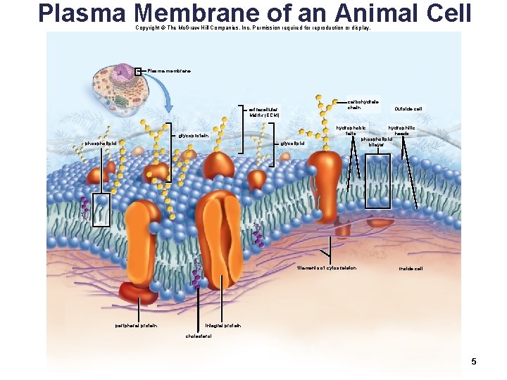 Plasma Membrane of an Animal Cell Copyright © The Mc. Graw-Hill Companies, Inc. Permission